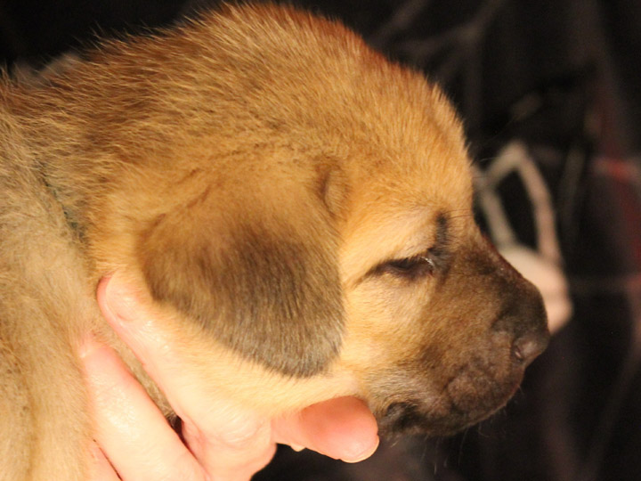 chinook puppy